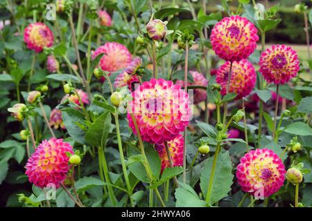 Boule dahlia 'Hapet Daydream' en fleur Banque D'Images