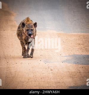 Hyena marchant sur la route avec une sorte de sabot dans sa bouche. A été tourné dans le parc national kruger en afrique du Sud Banque D'Images