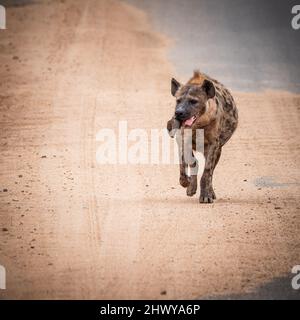 Hyena marchant sur la route avec une sorte de sabot dans sa bouche. A été tourné dans le parc national kruger en afrique du Sud Banque D'Images