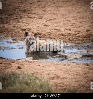 Hyena à pois dans une flaque de boue curieusement sur le côté. La photo a été prise dans le parc national Kruger en afrique du Sud Banque D'Images