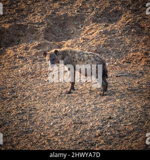 Hyène enceinte debout au lit de la rivière et regardant dans la caméra. La photo a été prise en afrique du Sud, parc national Kruger Banque D'Images