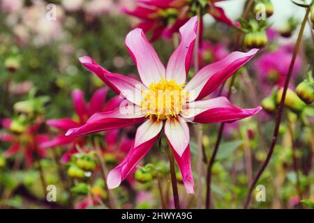 Star dahlia 'idnight Star' en fleur Banque D'Images