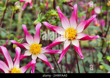 Star dahlia 'idnight Star' en fleur Banque D'Images