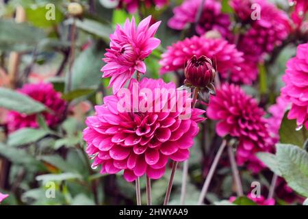 Fleurs en fleur de dahlia décoratives violettes Banque D'Images