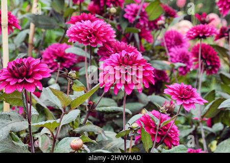 Fleurs en fleur de dahlia décoratives violettes Banque D'Images