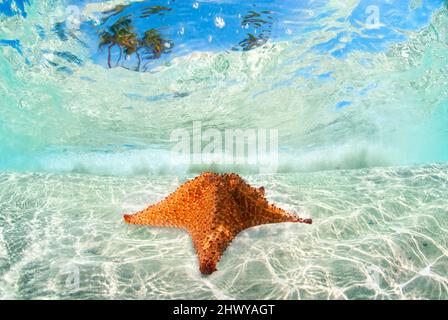 Étoile de mer rouge avec palmiers. Banque D'Images