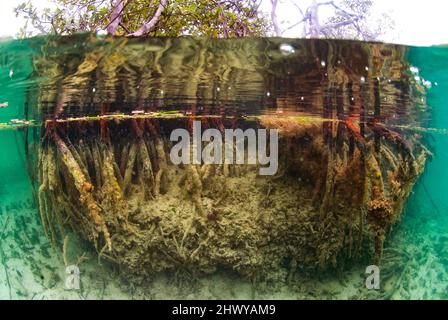 Moitié au-dessus et moitié en dessous photo des racines de mangroves Banque D'Images