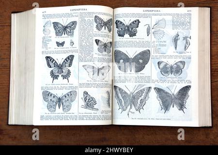 Encyclopédie Britannica onzième édition montrant des pages sur Lepidoptera Banque D'Images