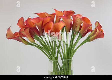 Bouquet de lilies de Calla (Zantedeschia) Banque D'Images