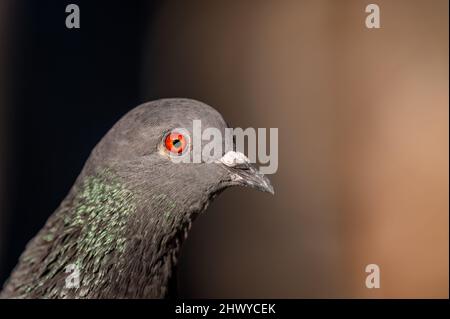 Gros plan d'un œil rouge de pigeon. Roche colombe. Pigeon de roche. Pigeon commun. Portrait. Banque D'Images