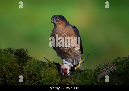 Oiseau de proie - Sparrowhawk (Accipiter nisus), également connu sous le nom de sparrowhawk du nord ou le sparrowhawk assis sur un tronc couvert de mousse en Écosse Banque D'Images