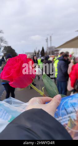 Rouge rose dans la main de la femme à la frontière roumaine, cadeau pour les réfugiés 8th mars Banque D'Images