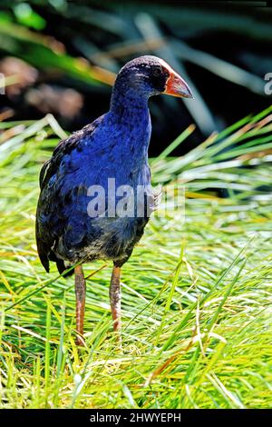 Le takahē Porphyrio hochstetteri, également connu sous le nom de South Island takahē ou nosnis, est un oiseau sans vol indigène de Nouvelle-Zélande, et le plus grand Banque D'Images