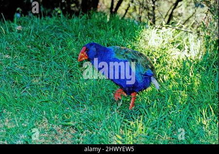 Le takahē Porphyrio hochstetteri, également connu sous le nom de South Island takahē ou nosnis, est un oiseau sans vol indigène de Nouvelle-Zélande, et le plus grand Banque D'Images