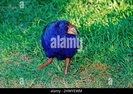 Le takahē Porphyrio hochstetteri, également connu sous le nom de South Island takahē ou nosnis, est un oiseau sans vol indigène de Nouvelle-Zélande, et le plus grand Banque D'Images