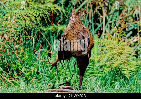Il weka (Gallirallus australis Sparrman, 1786) è un uccello della famiglia dei Rallidi originario della Nuova Zelanda Banque D'Images