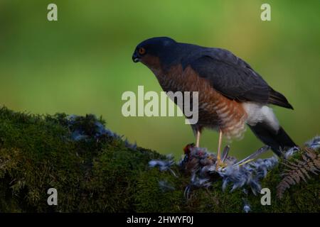 Oiseau de proie - Sparrowhawk (Accipiter nisus), également connu sous le nom de sparrowhawk du nord ou le sparrowhawk assis sur un tronc couvert de mousse en Écosse Banque D'Images