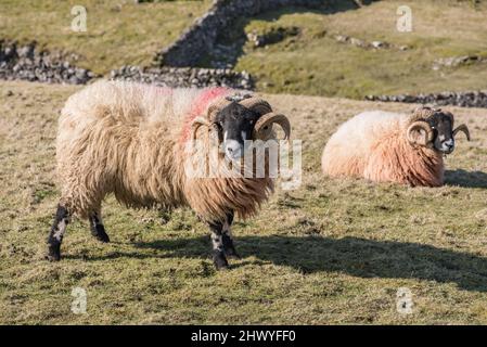 Tups de Dalesbred à cornes avec leur côte d'hiver épaisse et pâturage dans le pays des collines dans les Yorkshire Dales près de Settle, dans le North Yorkshire (mars 2022). Banque D'Images