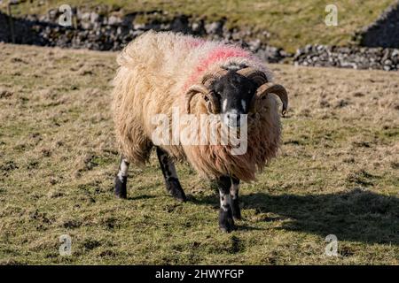 Tups de Dalesbred à cornes avec leur côte d'hiver épaisse et pâturage dans le pays des collines dans les Yorkshire Dales près de Settle, dans le North Yorkshire (mars 2022). Banque D'Images