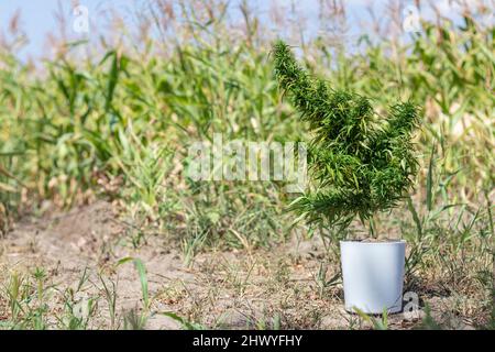 Un buisson de cannabis mature dans un pot blanc se tient sur le sol.Croissance à l'extérieur Banque D'Images