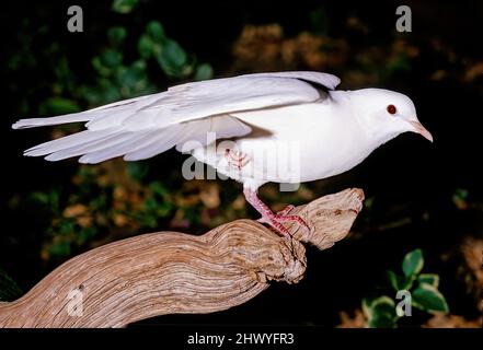 Une colombe de libération, également appelée pigeon blanc, est habituellement une colombe de roche domestique Banque D'Images