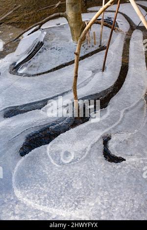 Géométrie de la surface de glace dans les eaux des marais, parc national Kemeri, Lettonie Banque D'Images