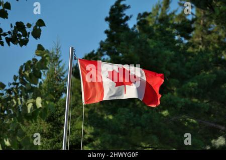 Drapeau canadien sur le pôle, qui agite et fait des flapons magnifiques devant la forêt, le jour d'été ensoleillé Banque D'Images