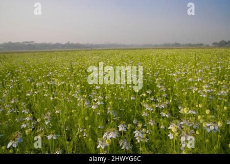 Fleurs blanches Nigella sativa dans le champ. Vue Paysage de l'arrière-plan des fleurs blanches et vertes. Banque D'Images