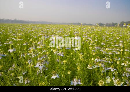 Fleurs blanches Nigella sativa dans le champ. Vue Paysage de l'arrière-plan des fleurs blanches et vertes. Banque D'Images