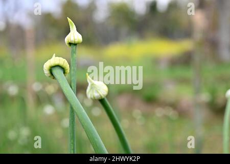 gros plan sur le bouquet d'oignons verts mûrs avec des graines poussant dans la ferme sur fond vert-brun hors foyer. Banque D'Images