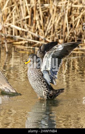 Canard à bec jaune, parc national Kruger Banque D'Images