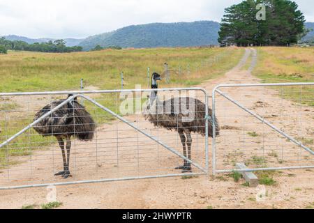 Photographie de deux grands Emus adultes sur une piste de terre près d'une clôture dans les plateaux centraux de la Nouvelle-Galles du Sud en Australie. Banque D'Images