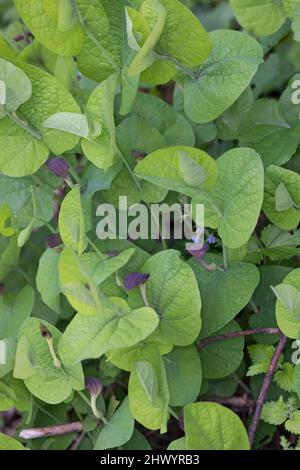 Rundblättrige Osterluzei, Knollige Osterluzei, Aristolochia rotunda, smearmoort, wort à feuilles rondes, L'aristoloche à feuilles rondes Banque D'Images