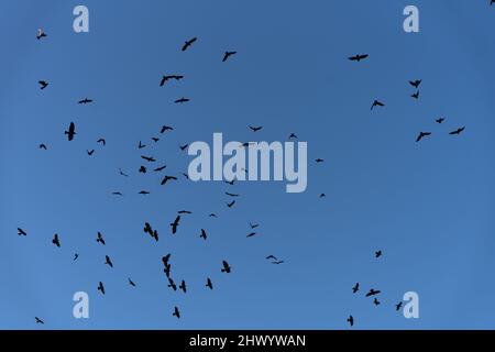 Grand groupe d'oiseaux de Jackdaw volant contre un ciel bleu clair Banque D'Images