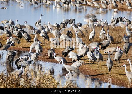 Les grues à poncer (Grus canadensis) se rassemblent chaque hiver à Whitewater Draw, dans le sud de la vallée de Sulphur Springs, près de McNeal, Arizona, États-Unis Banque D'Images