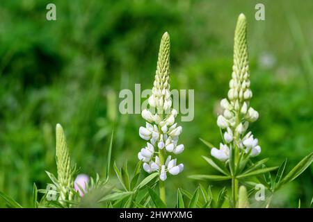 Beaucoup de fleurs blanches de Lupinus, communément connu sous le nom de lupin ou lupin, en pleine fleur et herbe verte dans un jardin ensoleillé de printemps, beau bac floral extérieur Banque D'Images