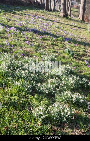 Un tapis de chutes de neige et de crocodiles à Backhouse Park, Sunderland, au nord-est de l'Angleterre, au Royaume-Uni Banque D'Images