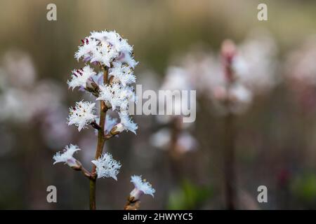 Bogbean; Menyanthes trifoliata; Flower; Royaume-Uni Banque D'Images