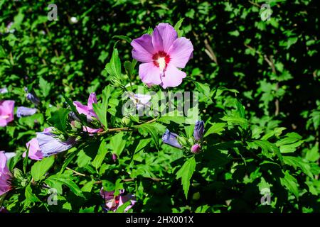 Fleurs roses magenta de l'hibiscus syriacus plante, communément connu sous le nom de rose coréenne, rose de Sharon, cétmia syrien, arbuste althea ou mouchelier rose, dans une garde Banque D'Images