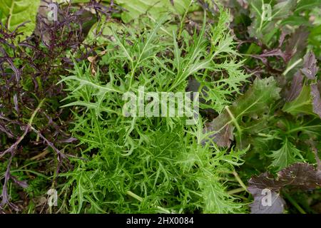 Brassica rapa var Feuilles fraîches de Niposinica Banque D'Images