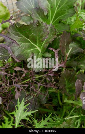 Brassica rapa var Feuilles fraîches de Niposinica Banque D'Images