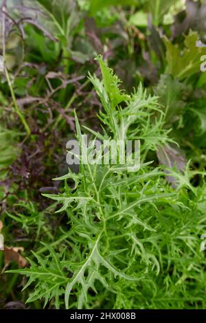 Brassica rapa var Feuilles fraîches de Niposinica Banque D'Images