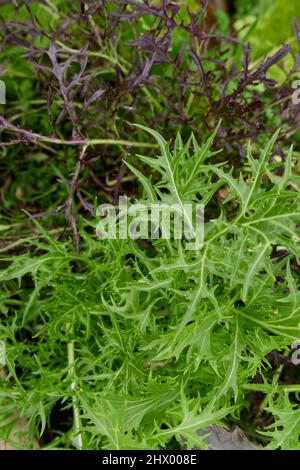 Brassica rapa var Feuilles fraîches de Niposinica Banque D'Images