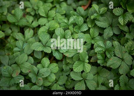 Duchesnea indica feuilles texturées Banque D'Images