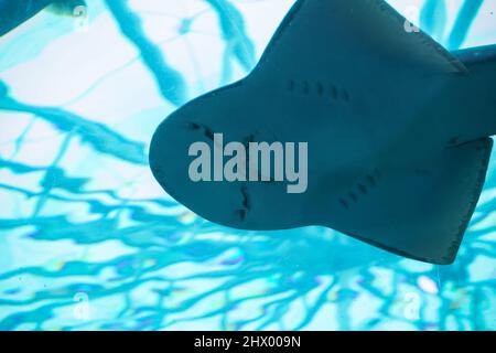 Le dessous d'un rayon vu dans la S.E.A. Aquarium de Sentosa, Singapour Banque D'Images