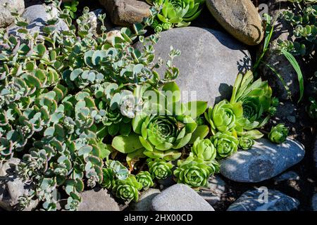 Petites plantes vertes succulentes avec des feuilles fraîches en plein soleil plantées dans des pots cassés de jardin en un jour d'été Banque D'Images