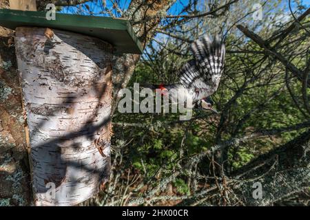 Grand pic tacheté ; Dendrocopos Major ; Male Deparing Nest ; Royaume-Uni Banque D'Images