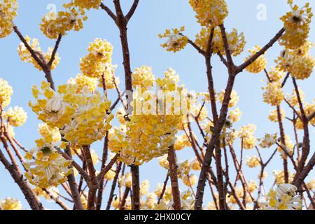 Fleurs jaunes de l'arbuste Edgeworthia chrysantha Banque D'Images