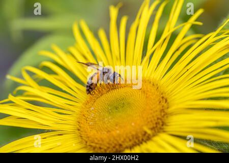 Miel Bee ; APIS mellifera ; on Inula Flower ; Royaume-Uni Banque D'Images
