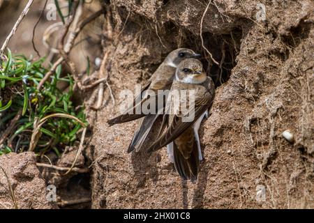 Sand Martin; Riparia riparia; deux; Royaume-Uni Banque D'Images